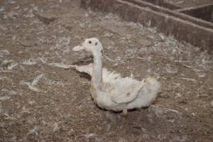 Australian duck farming, 2012