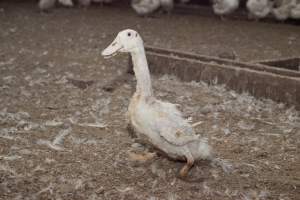 Australian duck farming - Captured at Tinder Creek Duck Farm, Mellong NSW Australia.