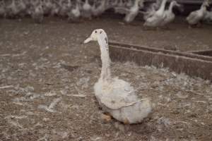 Australian duck farming, 2012