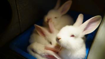 Rabbit farming at Glencroft Farm TAS - 'Tasmanian Fresh Farmed Rabbits' - Captured at Tasmanian Fresh Farmed Rabbits (Glencroft Farm), Penguin TAS Australia.