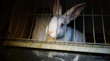 Rabbit farming at Glencroft Farm TAS - 'Tasmanian Fresh Farmed Rabbits' - Captured at Tasmanian Fresh Farmed Rabbits (Glencroft Farm), Penguin TAS Australia.