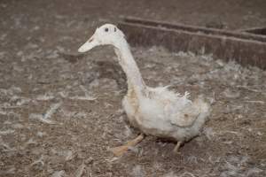 Australian duck farming - Captured at Tinder Creek Duck Farm, Mellong NSW Australia.