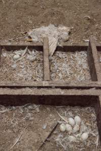 Australian duck farming, 2012