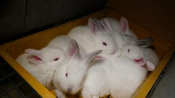 Rabbit farming at Glencroft Farm TAS - 'Tasmanian Fresh Farmed Rabbits' - Captured at Tasmanian Fresh Farmed Rabbits (Glencroft Farm), Penguin TAS Australia.