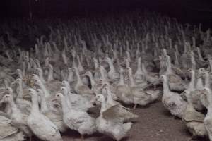 Australian duck farming - Captured at Tinder Creek Duck Farm, Mellong NSW Australia.