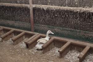 Australian duck farming, 2012