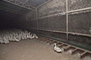 Australian duck farming - Captured at Tinder Creek Duck Farm, Mellong NSW Australia.