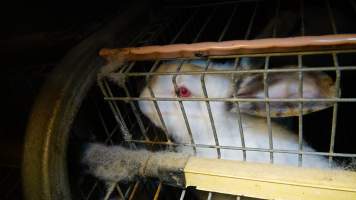 Rabbit farming at Glencroft Farm TAS - 'Tasmanian Fresh Farmed Rabbits' - Captured at Tasmanian Fresh Farmed Rabbits (Glencroft Farm), Penguin TAS Australia.