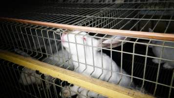 Rabbit farming at Glencroft Farm TAS - 'Tasmanian Fresh Farmed Rabbits' - Captured at Tasmanian Fresh Farmed Rabbits (Glencroft Farm), Penguin TAS Australia.