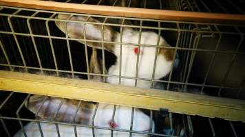 Rabbit farming at Glencroft Farm TAS - 'Tasmanian Fresh Farmed Rabbits' - Captured at Tasmanian Fresh Farmed Rabbits (Glencroft Farm), Penguin TAS Australia.