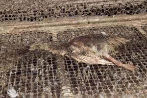 Australian duck farming - Captured at Tinder Creek Duck Farm, Mellong NSW Australia.