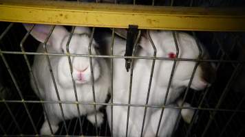 Rabbit farming at Glencroft Farm TAS - 'Tasmanian Fresh Farmed Rabbits' - Captured at Tasmanian Fresh Farmed Rabbits (Glencroft Farm), Penguin TAS Australia.