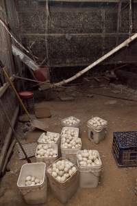 Australian duck farming, 2012