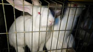 Rabbit farming at Glencroft Farm TAS - 'Tasmanian Fresh Farmed Rabbits' - Captured at Tasmanian Fresh Farmed Rabbits (Glencroft Farm), Penguin TAS Australia.