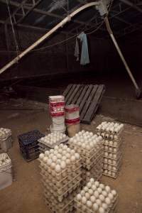 Australian duck farming - Captured at Tinder Creek Duck Farm, Mellong NSW Australia.