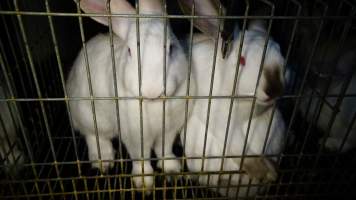 Rabbit farming at Glencroft Farm TAS - 'Tasmanian Fresh Farmed Rabbits' - Captured at Tasmanian Fresh Farmed Rabbits (Glencroft Farm), Penguin TAS Australia.