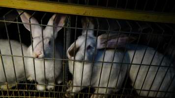 Rabbit farming at Glencroft Farm TAS - 'Tasmanian Fresh Farmed Rabbits' - Captured at Tasmanian Fresh Farmed Rabbits (Glencroft Farm), Penguin TAS Australia.