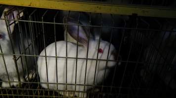 Rabbit farming at Glencroft Farm TAS - 'Tasmanian Fresh Farmed Rabbits' - Captured at Tasmanian Fresh Farmed Rabbits (Glencroft Farm), Penguin TAS Australia.