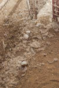 Australian duck farming - Captured at Tinder Creek Duck Farm, Mellong NSW Australia.