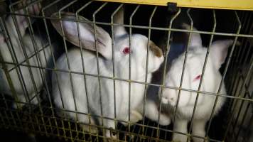 Rabbit farming at Glencroft Farm TAS - 'Tasmanian Fresh Farmed Rabbits' - Captured at Tasmanian Fresh Farmed Rabbits (Glencroft Farm), Penguin TAS Australia.