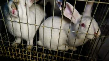 Rabbit farming at Glencroft Farm TAS - 'Tasmanian Fresh Farmed Rabbits' - Captured at Tasmanian Fresh Farmed Rabbits (Glencroft Farm), Penguin TAS Australia.