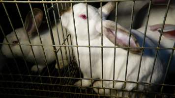 Rabbit farming at Glencroft Farm TAS - 'Tasmanian Fresh Farmed Rabbits' - Captured at Tasmanian Fresh Farmed Rabbits (Glencroft Farm), Penguin TAS Australia.