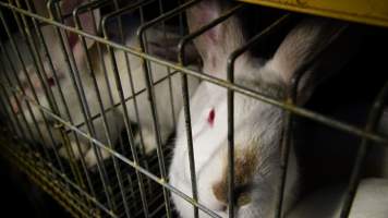 Rabbit farming at Glencroft Farm TAS - 'Tasmanian Fresh Farmed Rabbits' - Captured at Tasmanian Fresh Farmed Rabbits (Glencroft Farm), Penguin TAS Australia.