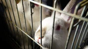 Rabbit farming at Glencroft Farm TAS - 'Tasmanian Fresh Farmed Rabbits' - Captured at Tasmanian Fresh Farmed Rabbits (Glencroft Farm), Penguin TAS Australia.