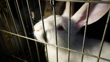 Rabbit farming at Glencroft Farm TAS - 'Tasmanian Fresh Farmed Rabbits' - Captured at Tasmanian Fresh Farmed Rabbits (Glencroft Farm), Penguin TAS Australia.