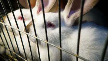 Rabbit farming at Glencroft Farm TAS - 'Tasmanian Fresh Farmed Rabbits' - Captured at Tasmanian Fresh Farmed Rabbits (Glencroft Farm), Penguin TAS Australia.