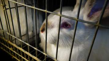 Rabbit farming at Glencroft Farm TAS - 'Tasmanian Fresh Farmed Rabbits' - Captured at Tasmanian Fresh Farmed Rabbits (Glencroft Farm), Penguin TAS Australia.