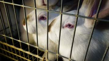 Rabbit farming at Glencroft Farm TAS - 'Tasmanian Fresh Farmed Rabbits' - Captured at Tasmanian Fresh Farmed Rabbits (Glencroft Farm), Penguin TAS Australia.