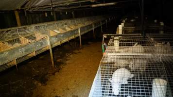 Rabbit farming at Glencroft Farm TAS - 'Tasmanian Fresh Farmed Rabbits' - Captured at Tasmanian Fresh Farmed Rabbits (Glencroft Farm), Penguin TAS Australia.