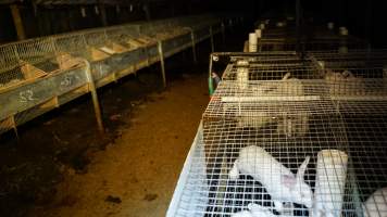 Rabbit farming at Glencroft Farm TAS - 'Tasmanian Fresh Farmed Rabbits' - Captured at Tasmanian Fresh Farmed Rabbits (Glencroft Farm), Penguin TAS Australia.