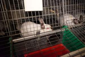 Rabbit farming at Glencroft Farm TAS - 'Tasmanian Fresh Farmed Rabbits' - Captured at Tasmanian Fresh Farmed Rabbits (Glencroft Farm), Penguin TAS Australia.