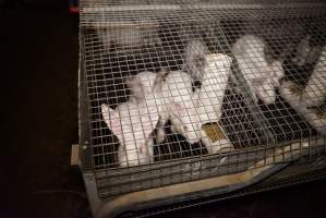 Rabbit farming at Glencroft Farm TAS - 'Tasmanian Fresh Farmed Rabbits' - Captured at Tasmanian Fresh Farmed Rabbits (Glencroft Farm), Penguin TAS Australia.