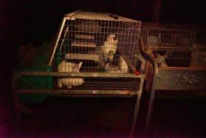 Rabbit farming at Glencroft Farm TAS - 'Tasmanian Fresh Farmed Rabbits' - Captured at Tasmanian Fresh Farmed Rabbits (Glencroft Farm), Penguin TAS Australia.