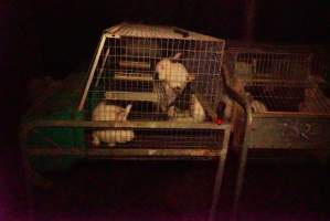 Rabbit farming at Glencroft Farm TAS - 'Tasmanian Fresh Farmed Rabbits' - Captured at Tasmanian Fresh Farmed Rabbits (Glencroft Farm), Penguin TAS Australia.