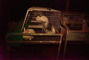 Rabbit farming at Glencroft Farm TAS - 'Tasmanian Fresh Farmed Rabbits' - Captured at Tasmanian Fresh Farmed Rabbits (Glencroft Farm), Penguin TAS Australia.