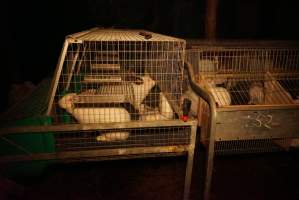 Rabbit farming at Glencroft Farm TAS - 'Tasmanian Fresh Farmed Rabbits' - Captured at Tasmanian Fresh Farmed Rabbits (Glencroft Farm), Penguin TAS Australia.