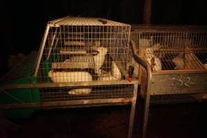 Rabbit farming at Glencroft Farm TAS - 'Tasmanian Fresh Farmed Rabbits' - Captured at Tasmanian Fresh Farmed Rabbits (Glencroft Farm), Penguin TAS Australia.