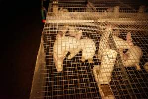 Rabbit farming at Glencroft Farm TAS - 'Tasmanian Fresh Farmed Rabbits' - Captured at Tasmanian Fresh Farmed Rabbits (Glencroft Farm), Penguin TAS Australia.