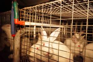 Rabbit farming at Glencroft Farm TAS - 'Tasmanian Fresh Farmed Rabbits' - Captured at Tasmanian Fresh Farmed Rabbits (Glencroft Farm), Penguin TAS Australia.