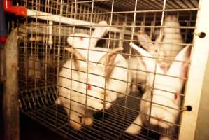 Rabbit farming at Glencroft Farm TAS - 'Tasmanian Fresh Farmed Rabbits' - Captured at Tasmanian Fresh Farmed Rabbits (Glencroft Farm), Penguin TAS Australia.