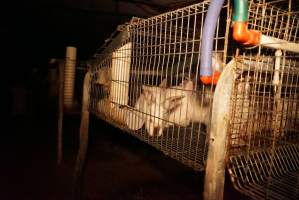 Rabbit farming at Glencroft Farm TAS - 'Tasmanian Fresh Farmed Rabbits' - Captured at Tasmanian Fresh Farmed Rabbits (Glencroft Farm), Penguin TAS Australia.