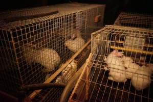 Rabbit farming at Glencroft Farm TAS - 'Tasmanian Fresh Farmed Rabbits' - Captured at Tasmanian Fresh Farmed Rabbits (Glencroft Farm), Penguin TAS Australia.