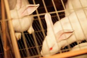 Rabbit farming at Glencroft Farm TAS - 'Tasmanian Fresh Farmed Rabbits' - Captured at Tasmanian Fresh Farmed Rabbits (Glencroft Farm), Penguin TAS Australia.