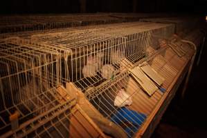 Rabbit farming at Glencroft Farm TAS - 'Tasmanian Fresh Farmed Rabbits' - Captured at Tasmanian Fresh Farmed Rabbits (Glencroft Farm), Penguin TAS Australia.