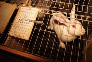 Rabbit farming at Glencroft Farm TAS - 'Tasmanian Fresh Farmed Rabbits' - Captured at Tasmanian Fresh Farmed Rabbits (Glencroft Farm), Penguin TAS Australia.