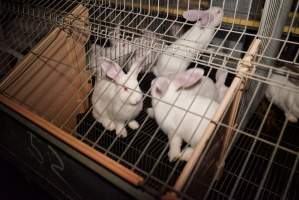 Rabbit farming at Glencroft Farm TAS - 'Tasmanian Fresh Farmed Rabbits' - Captured at Tasmanian Fresh Farmed Rabbits (Glencroft Farm), Penguin TAS Australia.